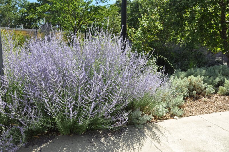 Перовския (Perovskia atriplicifolia)