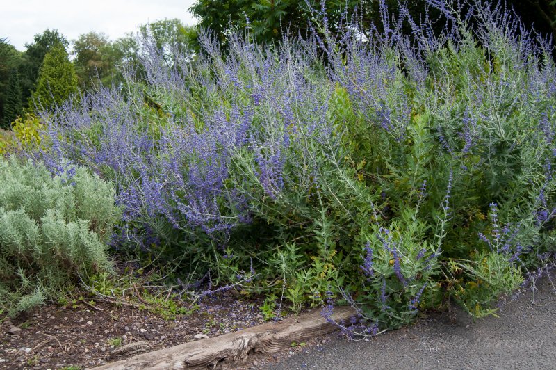 Перовския Perovskia atriplicifolia "Rocketman"