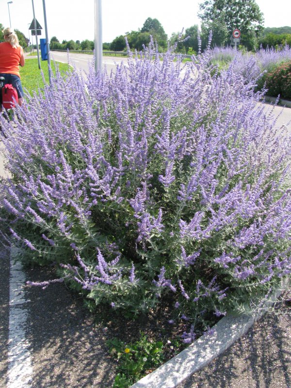 Перовския лебедолистная Russian Sage