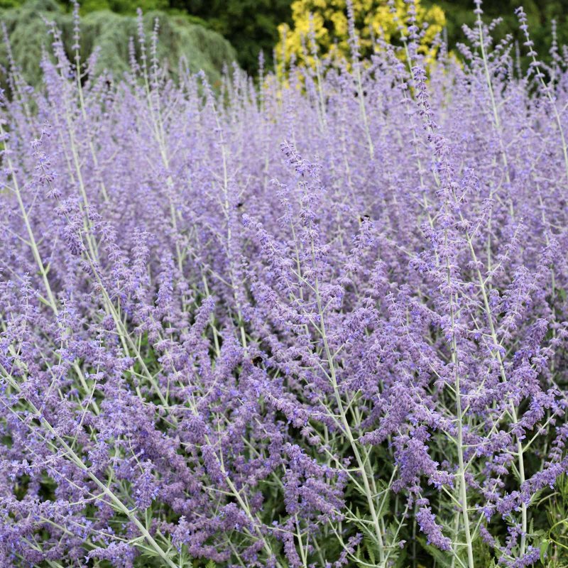 Perovskia atriplicifolia little Spire