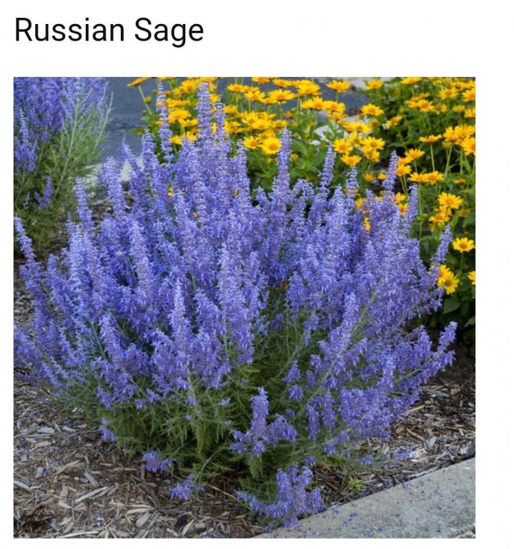 Перовския Perovskia Silvery Blue