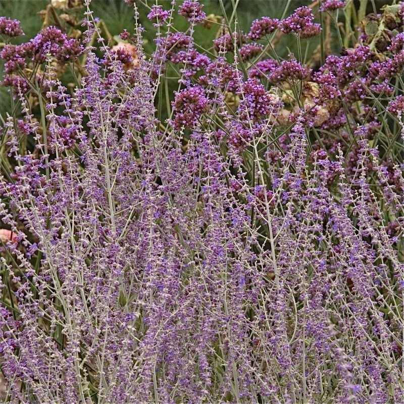 Perovskia atriplicifolia Blue Spire