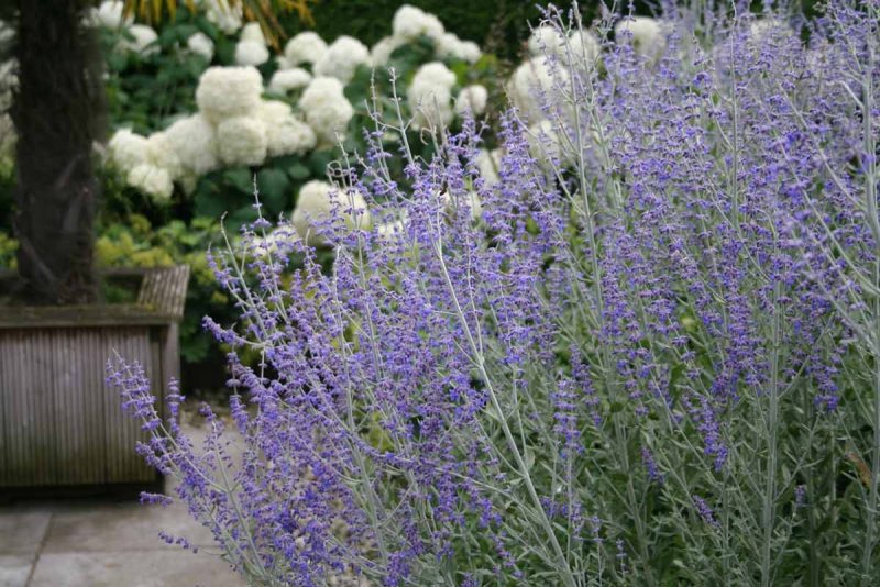Лавандин Perovskia atriplicifolia 3l