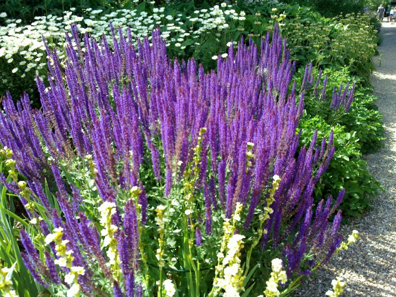 Perovskia atriplicifolia