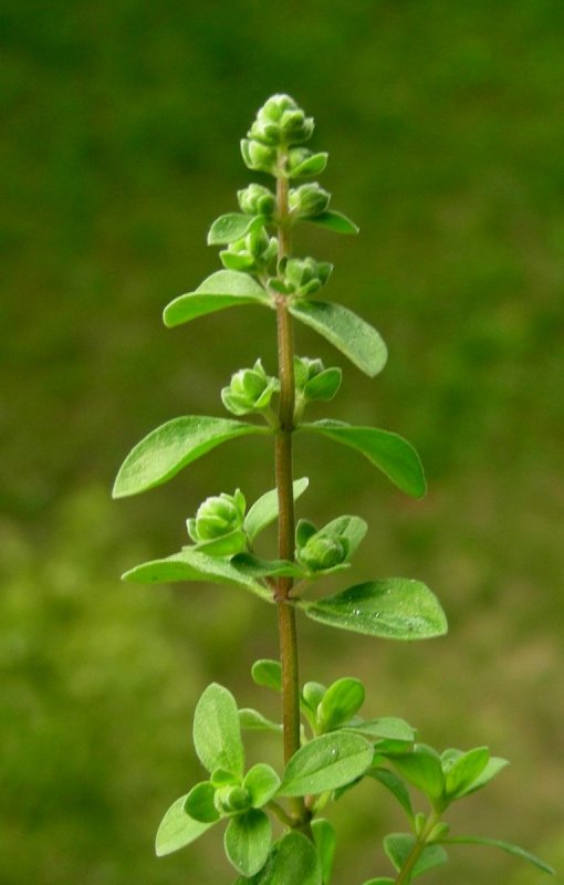 Origanum Majorana