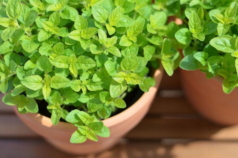 Origanum Majorana (майоран)