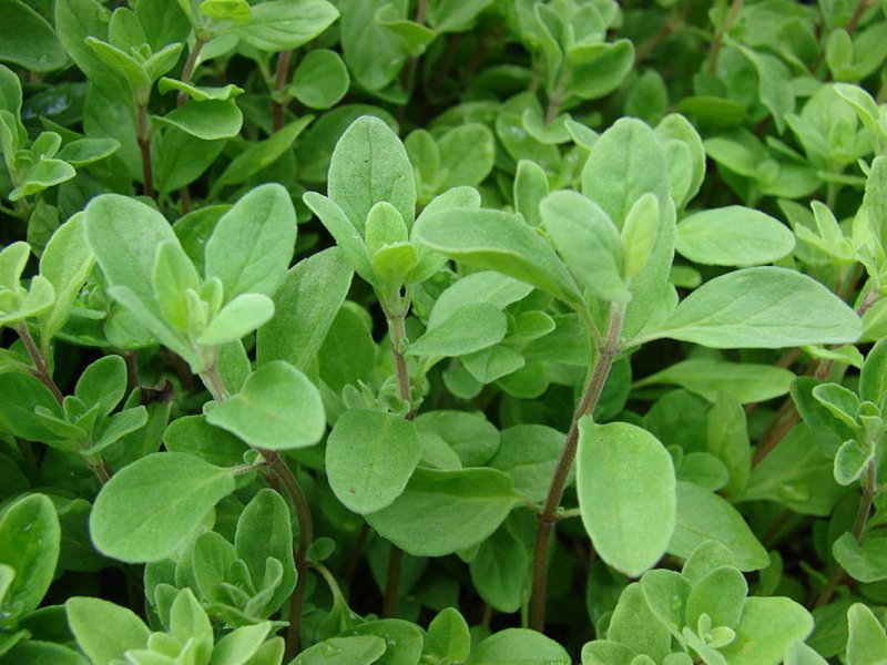 Origanum Majorana (майоран)