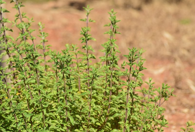 Origanum Majorana (майоран)