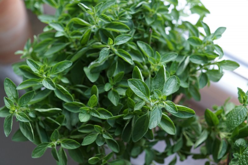 Origanum Majorana (майоран)