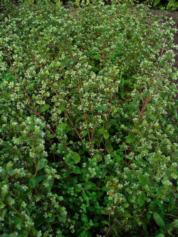 Origanum Majorana (майоран)