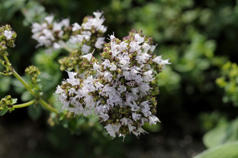 Майоран (Origanum майорана)