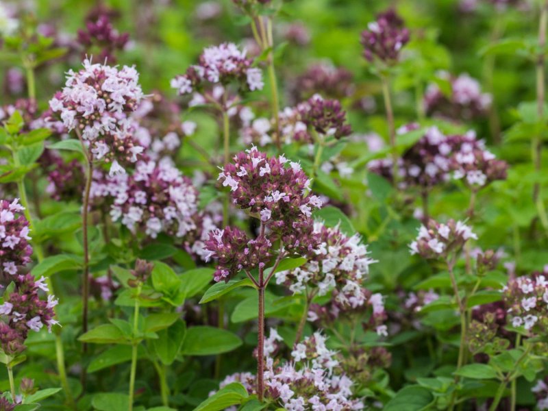Origanum Majorana (майоран)