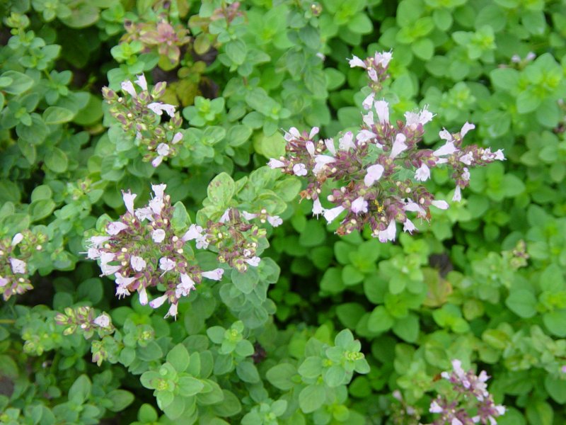 Душица обыкновенная(Origanum vulgare `compactum`)