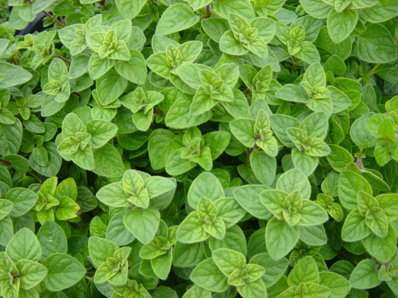 Origanum Majorana
