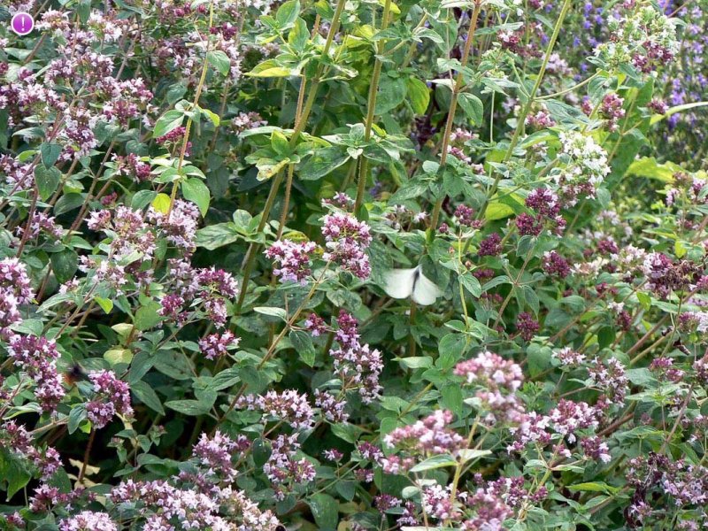 Мята душистая Oregano