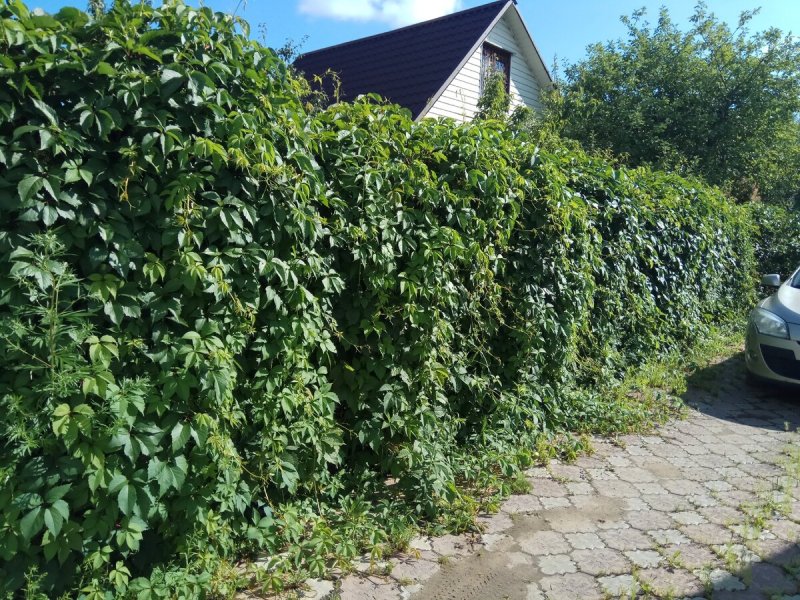 Актинидия Живая изгородь