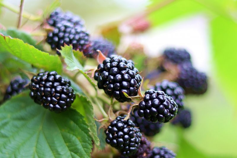 SOMESBERRY ежевика
