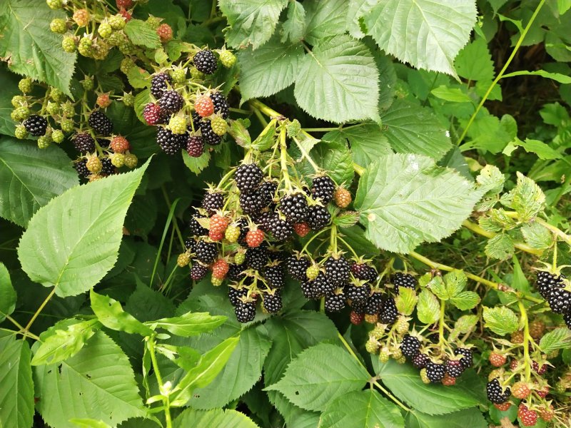 Курильская ежевика