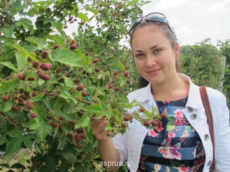 Кусты смородины вдоль забора