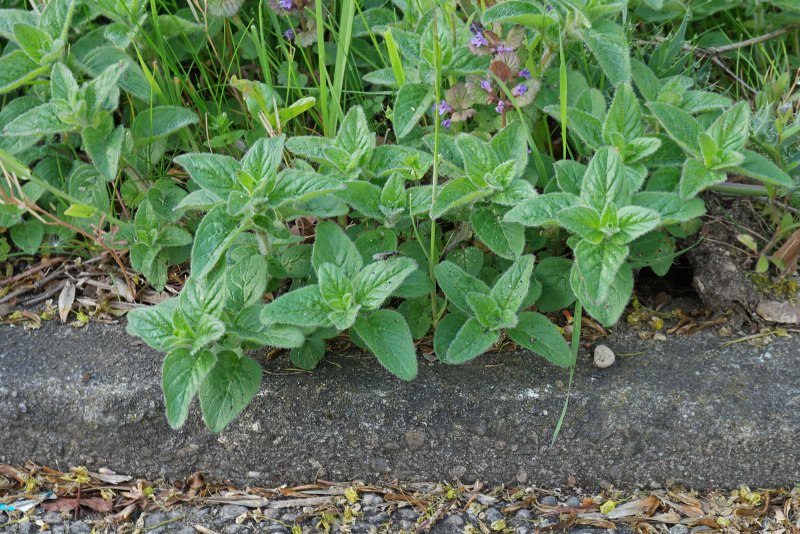 Parsley Sage Rosemary and Thyme