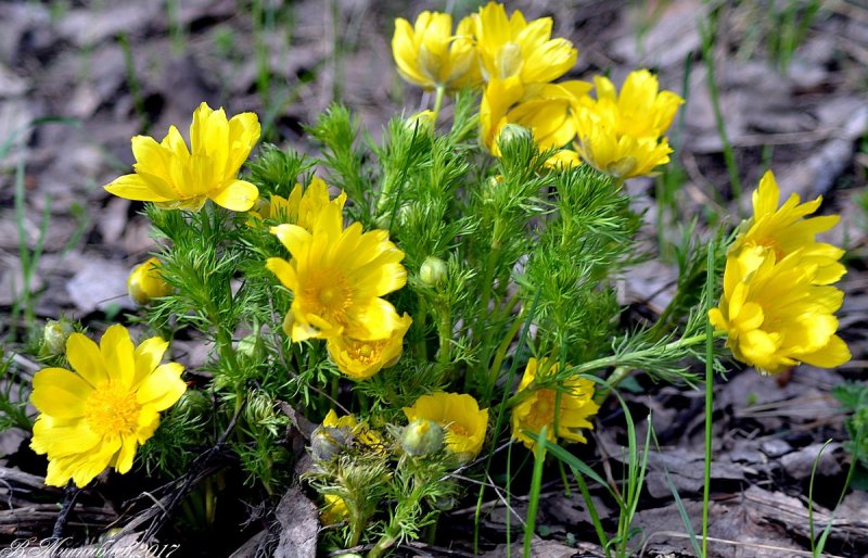 Горицвет весенний (Adonis vernalis)
