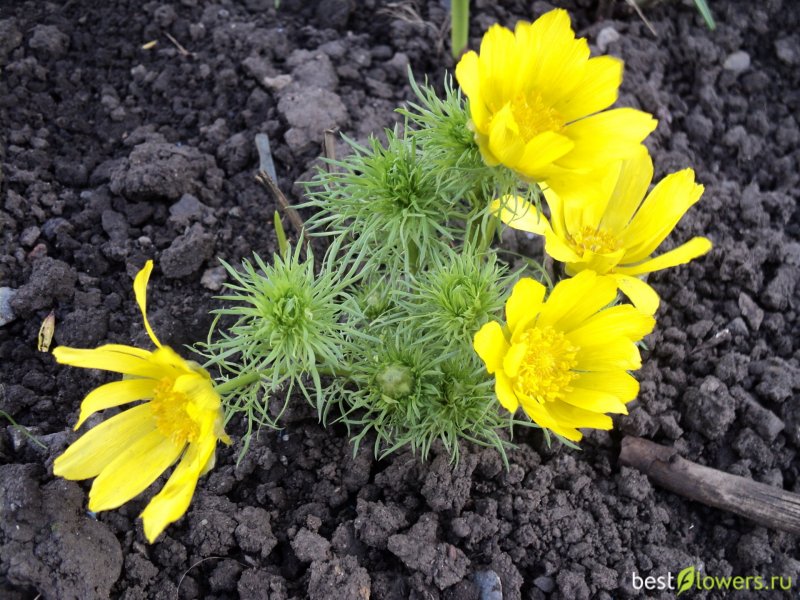 Горицвет весенний (Adonis vernalis)