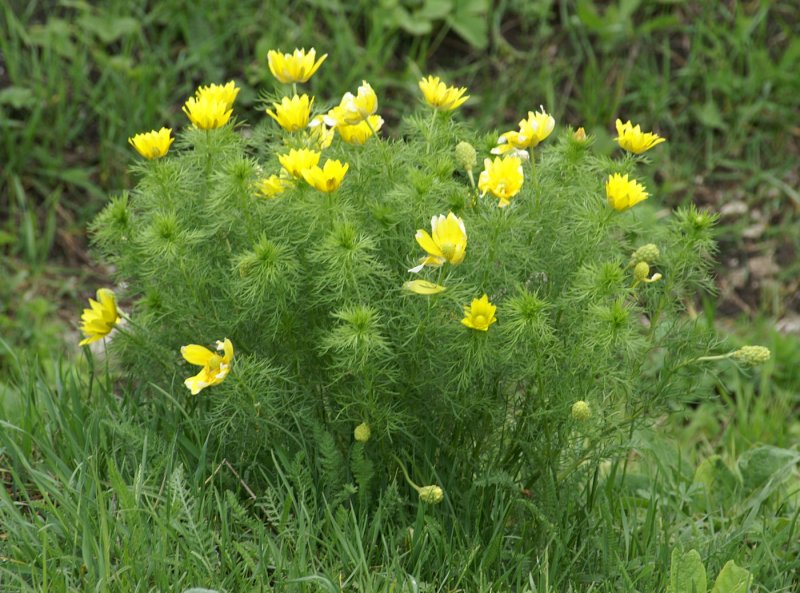 Горицвет весенний (Adonis vernalis)