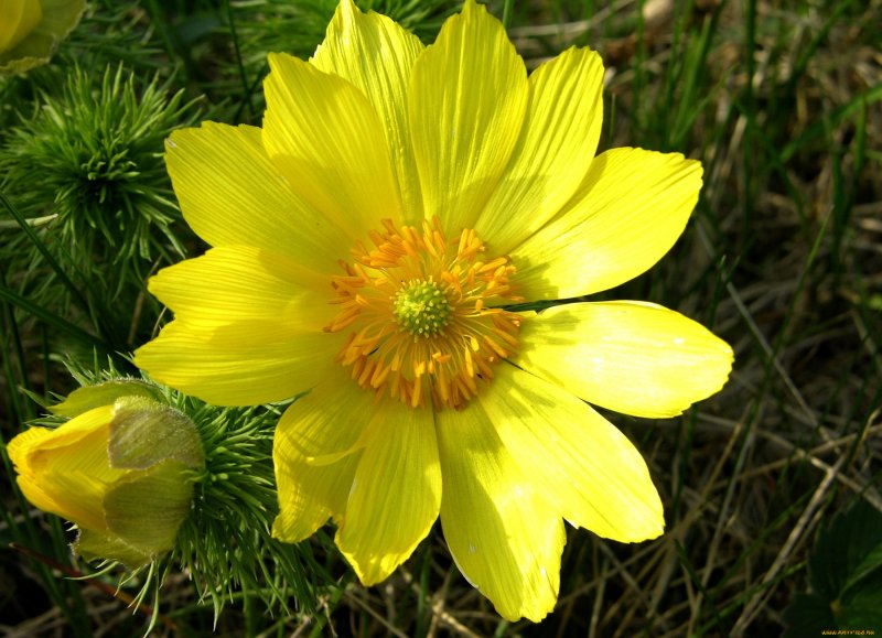 Горицвет весенний (Adonis vernalis)