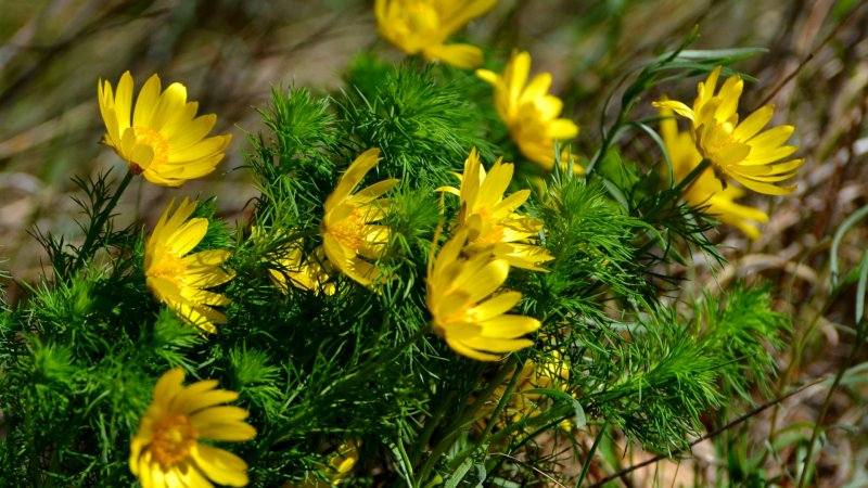 Адонис весенний - Adonis vernalis l.