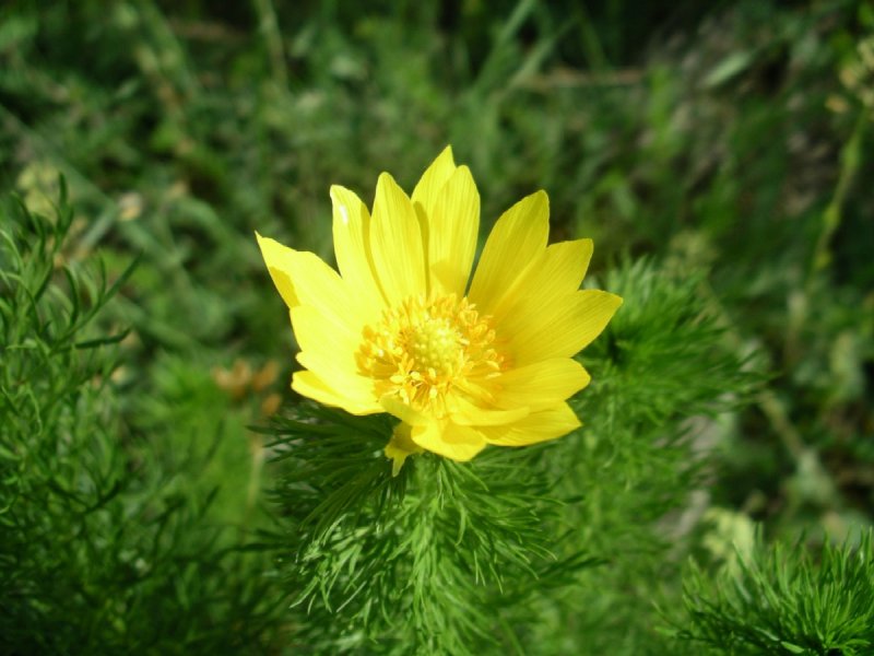Адонис vernalis