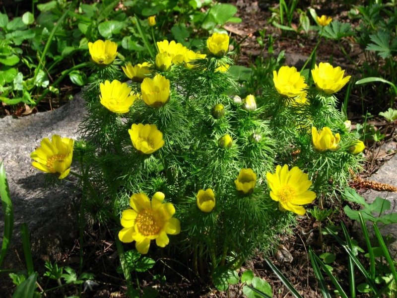 Горицвет весенний (Adonis vernalis)