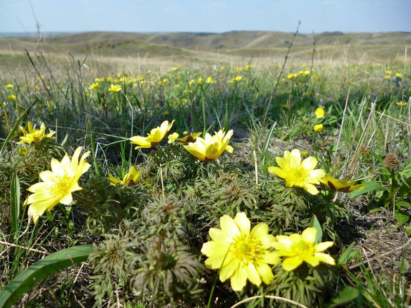 Горицвет весенний (Adonis vernalis l.)