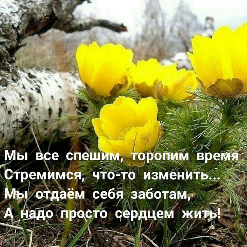 Цветок адонис горицвет