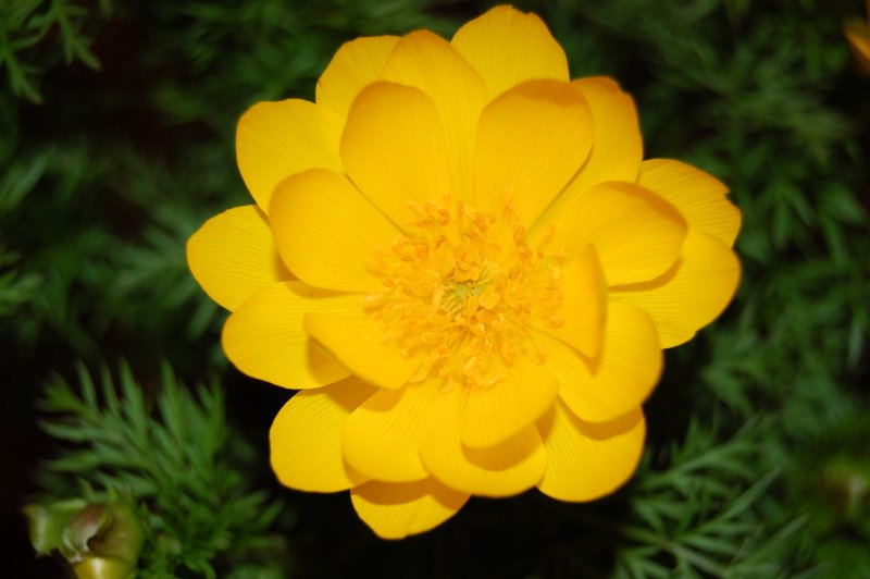 Адонис весенний - Adonis vernalis l.