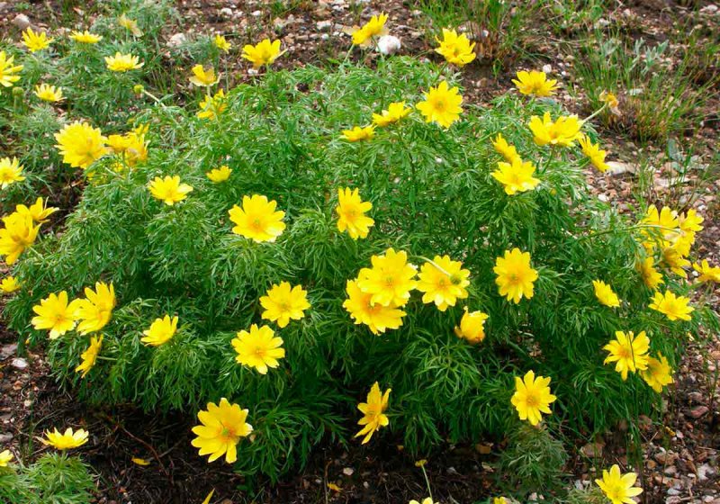 Адонис весенний или горицвет весенний (Adonis vernalis l