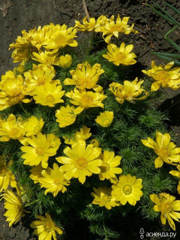 Горицвет Волжский (Adonis Wolgensis)
