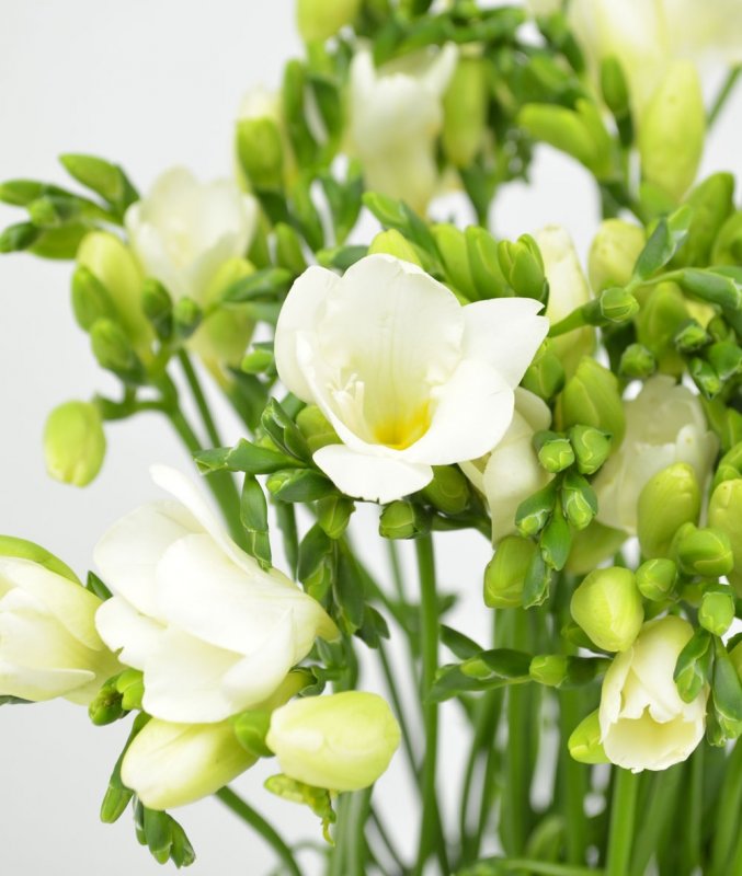 Фрезия (Friesia)