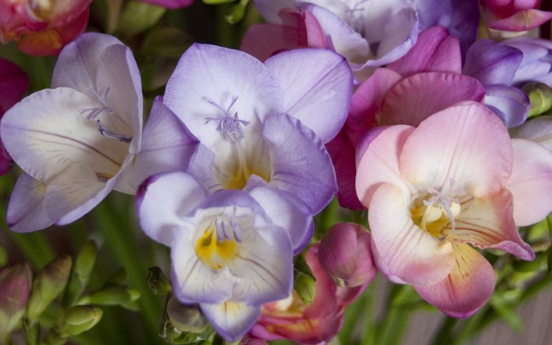 Фрезия надломленная (Freesia refracta)