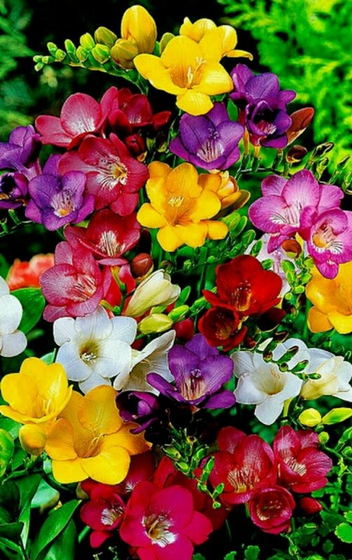 Фрезия (Freesia)