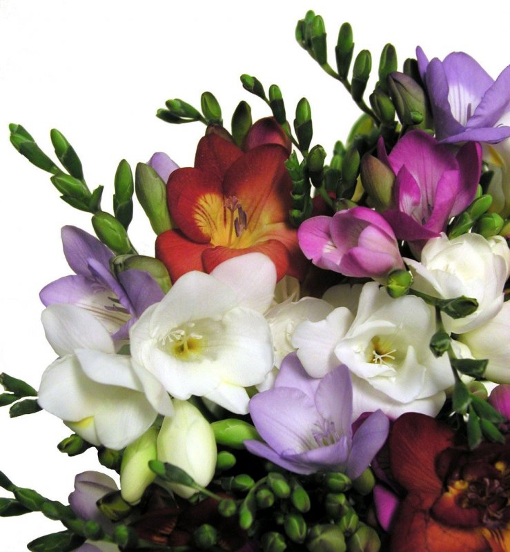 Фрезия (Freesia)сиреневая