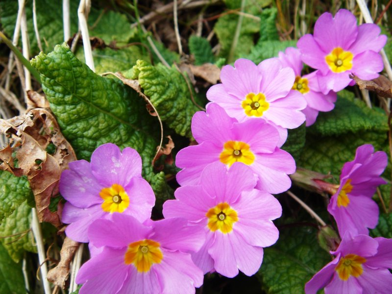 Примула обыкновенная. (Primula vulgaris)