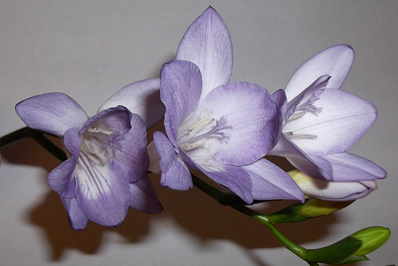 Фрезия Лилак