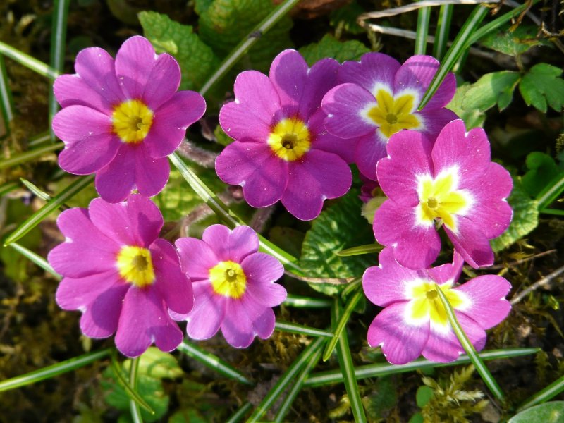 Примула обыкновенная. (Primula vulgaris)