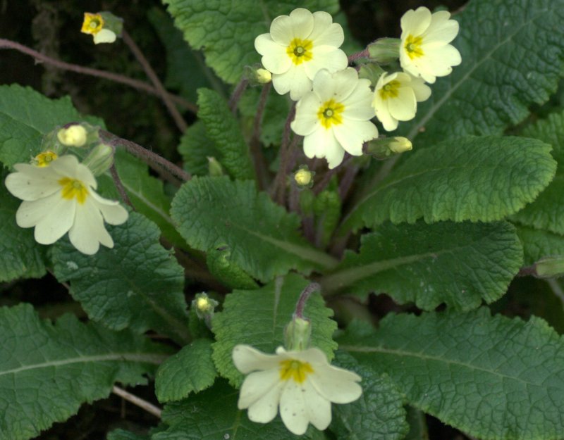 Primula komarovii