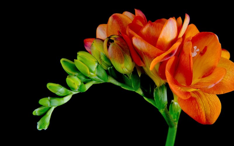 Фрезия махровая Orange