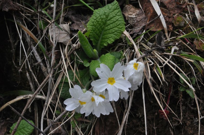 Примула обыкновенная. (Primula vulgaris)