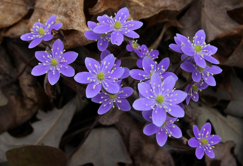 Primula vulgaris (первоцвет обыкновенный)