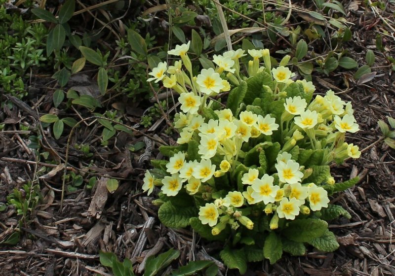 Primula vulgaris