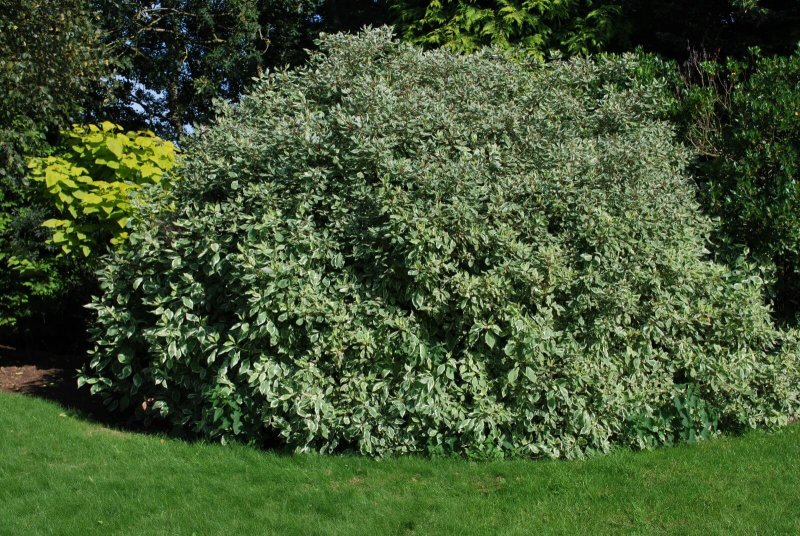 Дерен Cornus Alba “Kesselringii”,
