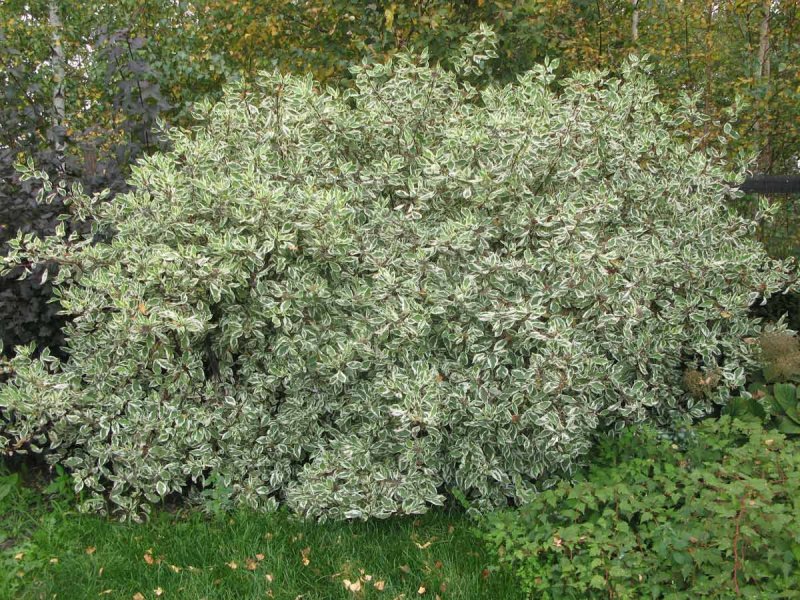 Дерен Корнус Альба